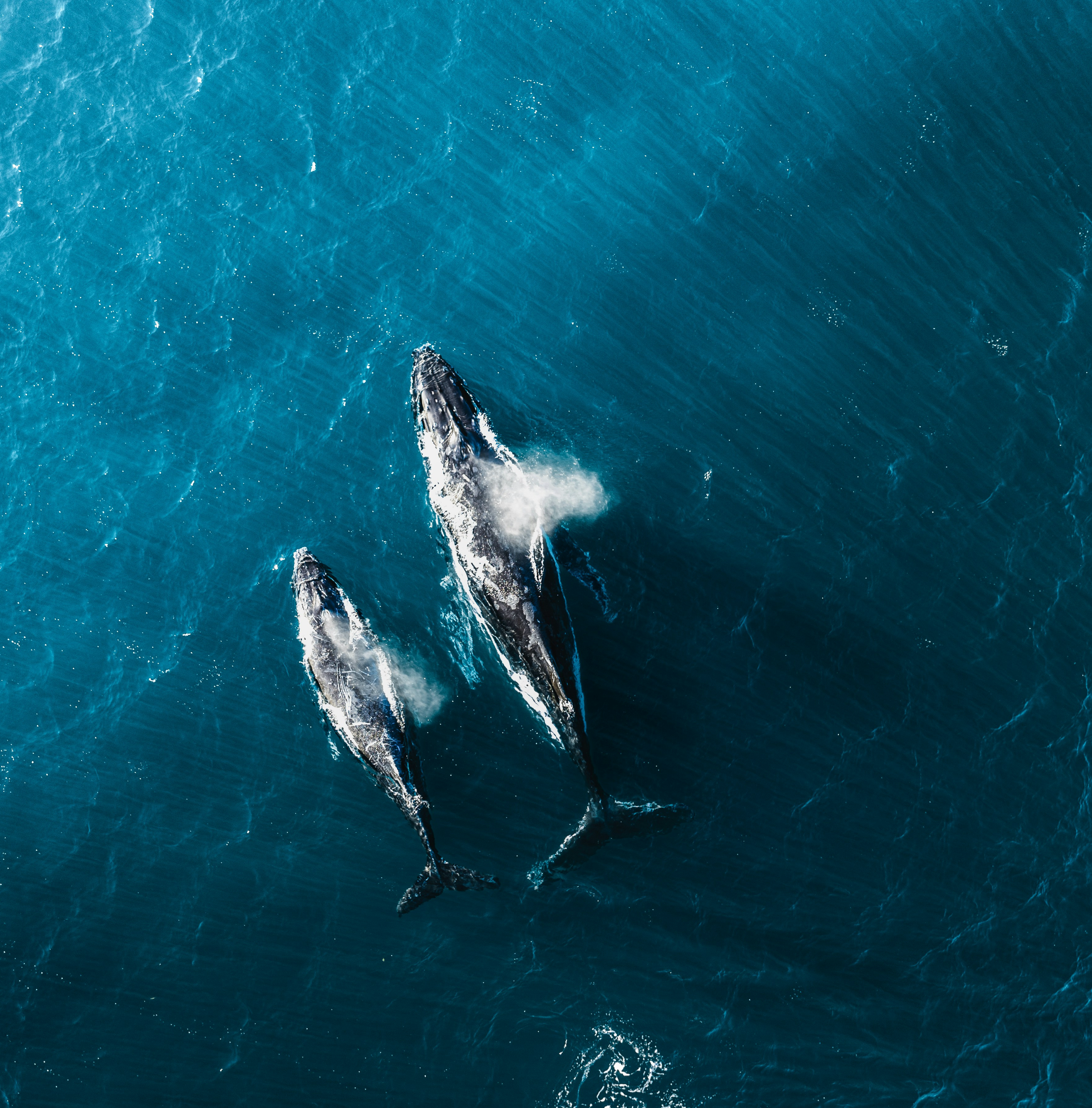 Aerial view of two whales swimming side by side in deep blue water