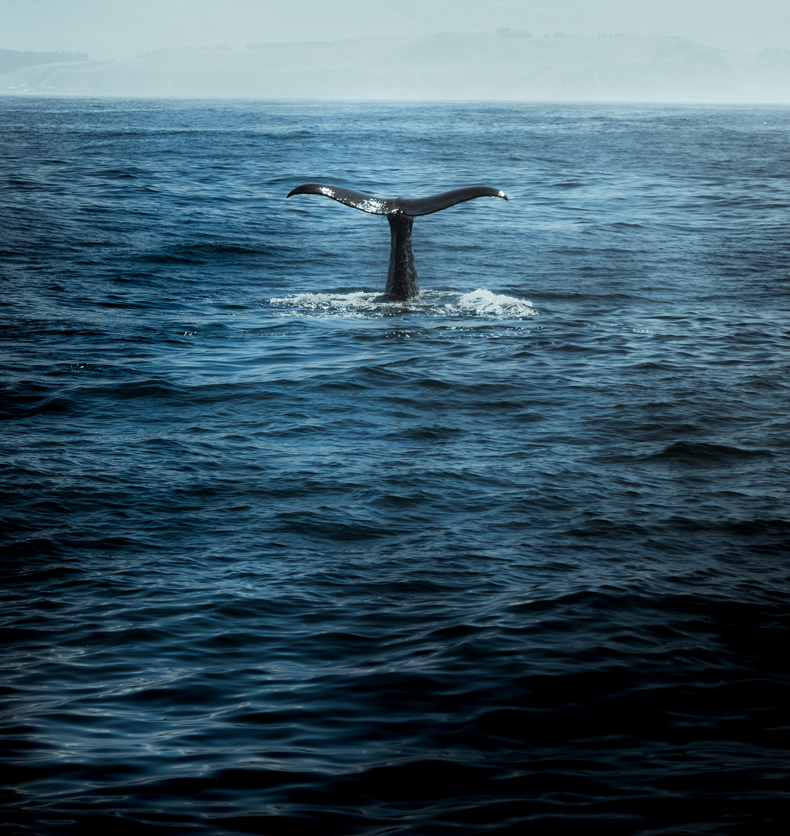 A whale's tail rising out of the ocean off Victor Harbor