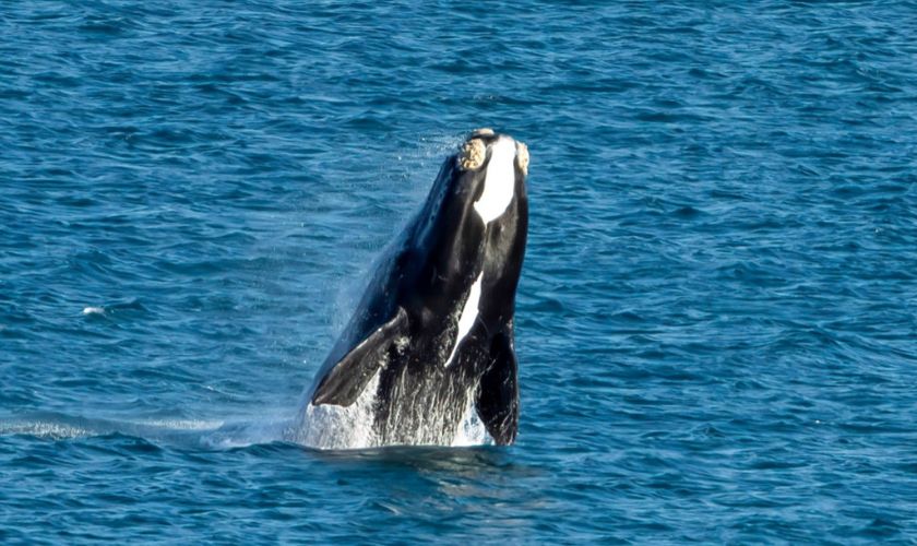 Southern Right Whale breaching out of the ocean at Petrel Cove, Victor Harbor