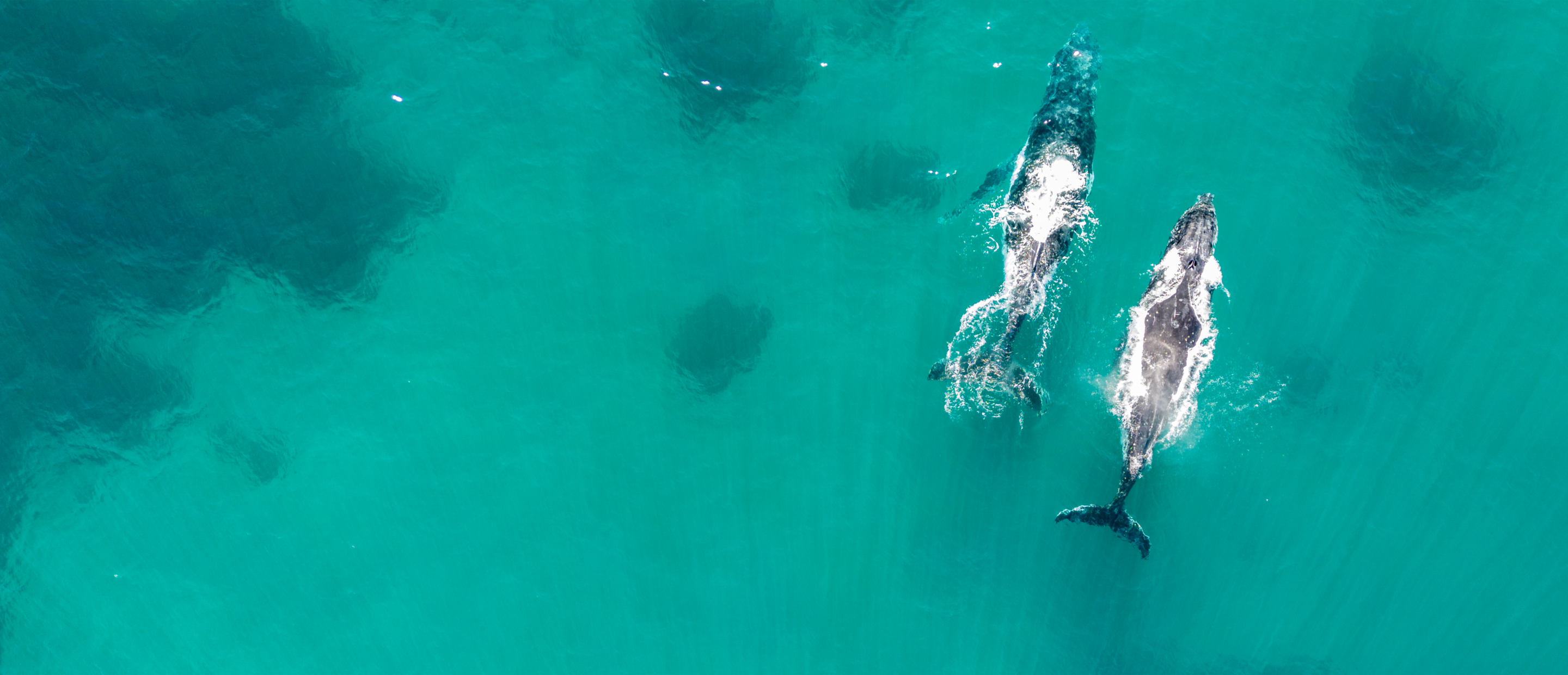 Aerial view of two whales swimming side by side in clear teal water